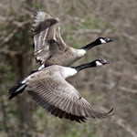 goose