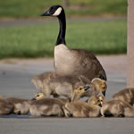 goose