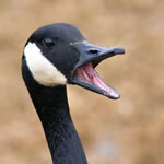 goose