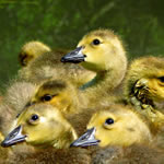 goose