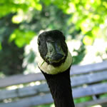 goose