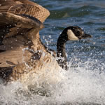 goose