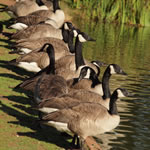 goose