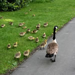 goose