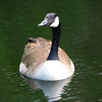 goose